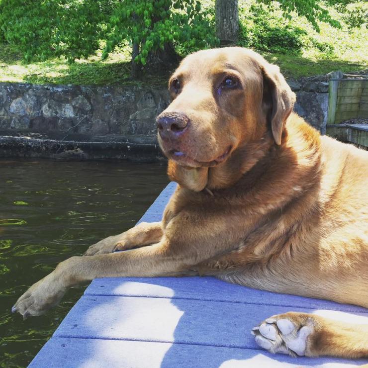 13244828_10154032174902900_20485698152755780_n